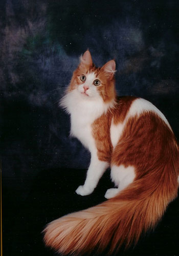 795261_690002_11.jpg