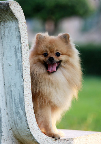【博美犬怎么养】最正确的博美犬饲养方法