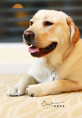 夏季爱犬爽翻天 狗狗游泳四注意