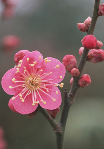 梅花图片大全大图(梅花图片大全大图唯美 手绘)