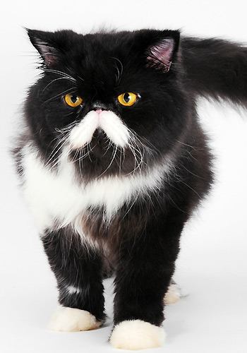 猫咪小贴士 夏季猫咪防中暑四要点