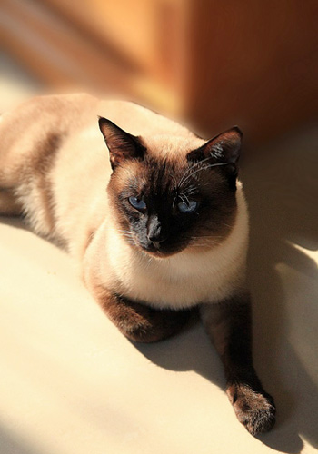 猫中王子 暹罗猫的饲养护理四大方面