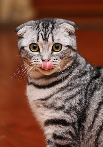 【折耳猫遗传病】补钙过多会增加折耳猫遗传病的风险