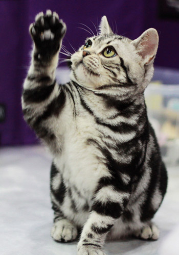 怎么看小猫是否吃饱 873597_meiguoduanmao.jpg