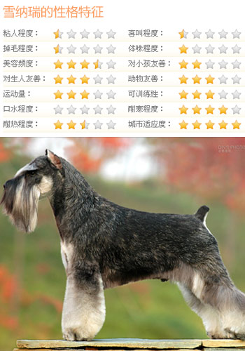完美守护骑士 这4种狗比男人靠谱
