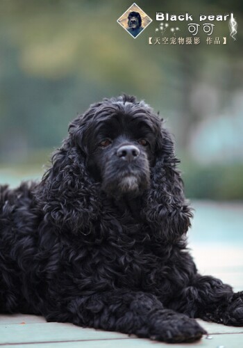 如何给狗狗打预防针 899320_0.jpg