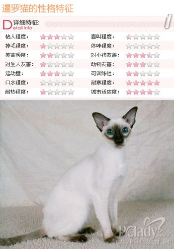 总有你的style 5类型猫咪推荐
