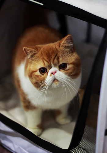 握手与打滚 猫咪日常调教小课堂