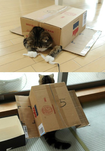 胖堆儿拯救世界 盒子猫maru爆红网络【图】_宠物逸闻_宠物_太平洋时尚