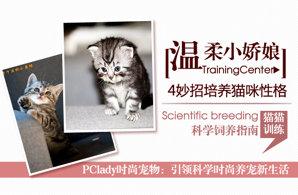 温柔小娇娘 猫咪性格培养四大妙招