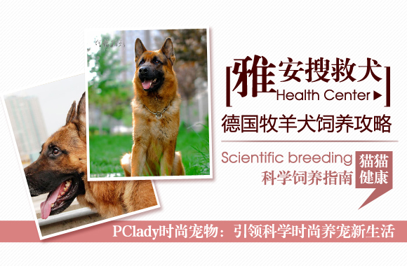 雅安搜救犬 德国牧羊犬饲养全攻略