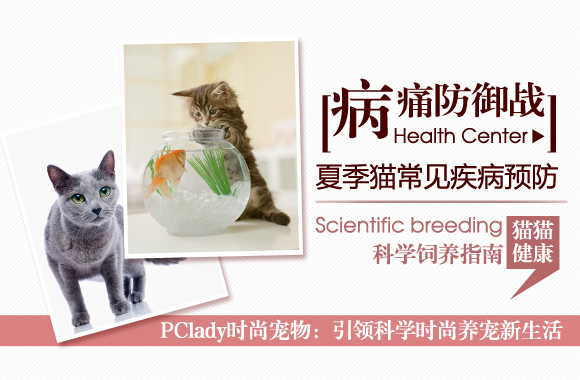 病痛防御战 夏季猫咪常见疾病预防