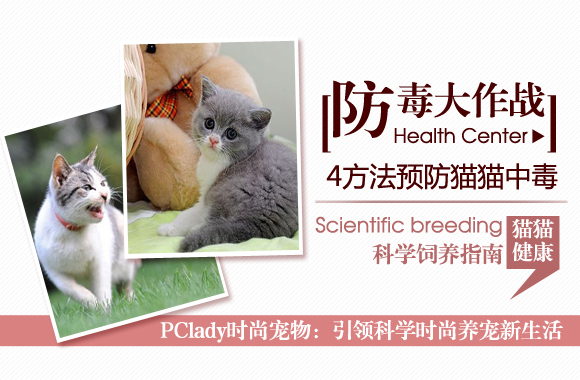 防毒大作战 预防猫猫中毒四方法