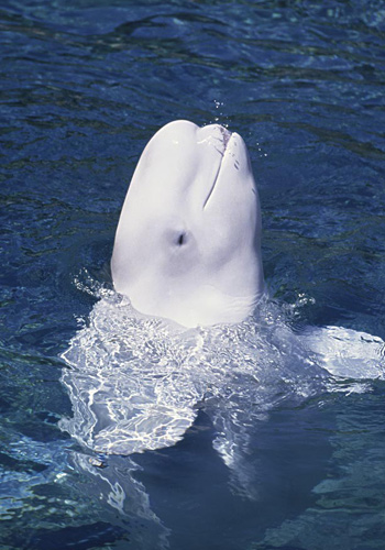 【关于鲸的资料】海洋中的“巨兽”大揭秘