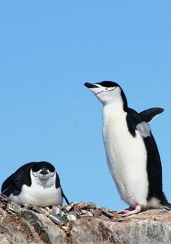 【企鹅是鸟类吗】“南极绅士”企鹅生活大揭秘