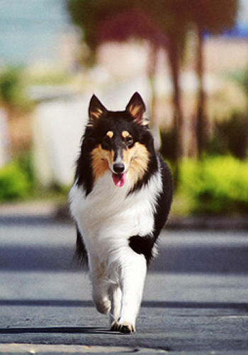警官最拍档 澳洲牧羊犬选购指南