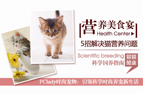 营养美食宴　猫猫营养品知识手册