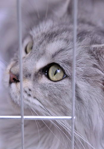 猫咪怎么洗澡最有效 1034947_nuoweisenlinmao3.jpg