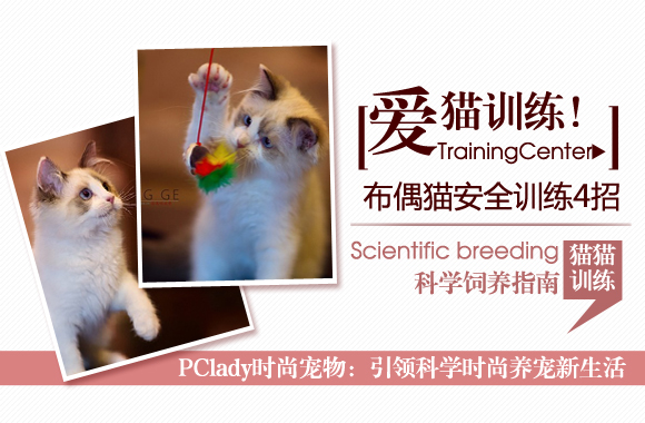 爱猫训练 布偶猫安全训练全手册