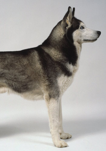 狗狗怎么剪尾巴 1028529_dor750230271.jpg