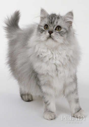 灰色长毛猫波斯猫图片