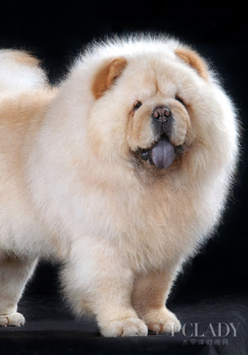 非凡小狮犬 松狮犬四大美容攻略