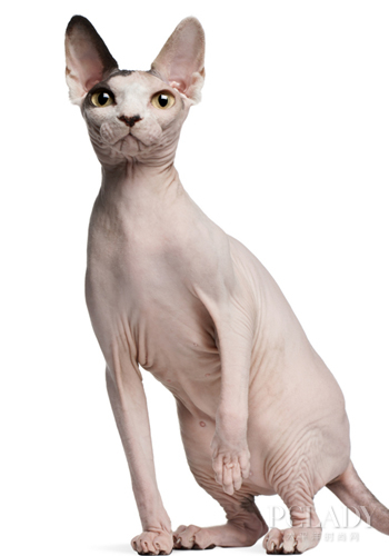 褶皱也卖萌 加拿大无毛猫选购指南
