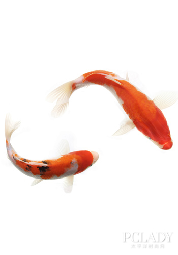 怎么养金龙最好 968990_1040252_12346.jpg