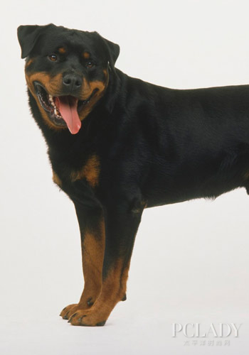 强健小黑马 罗威纳犬选购四指南