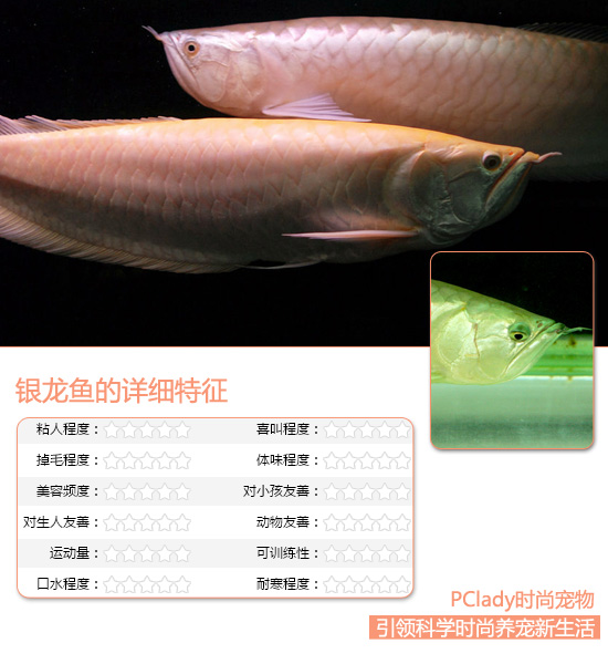银光闪闪 银龙鱼四大选购技巧
