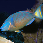 血鹦鹉鱼可能患的三种疾病