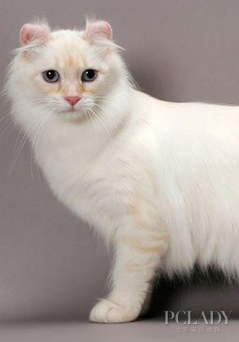 四,美卷养育基础【图】_猫猫美容_宠物_太平洋时尚网