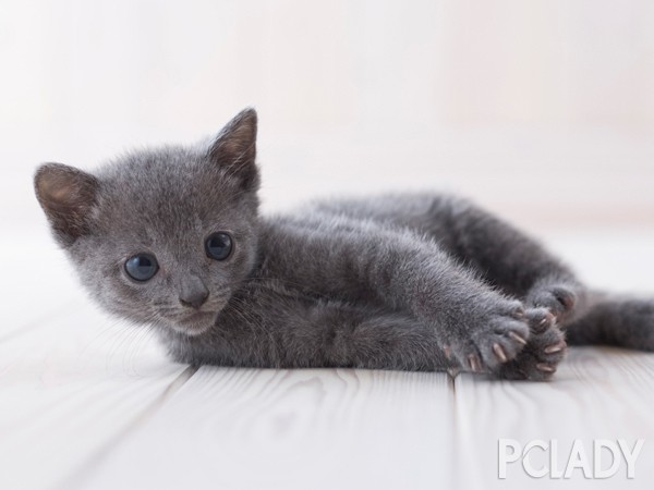 贵族代言人 俄罗斯蓝猫选购指南