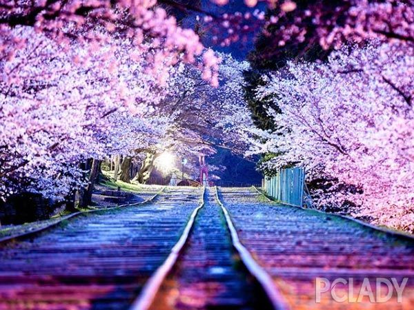 东京浮世绘 体验樱花树下的浪漫