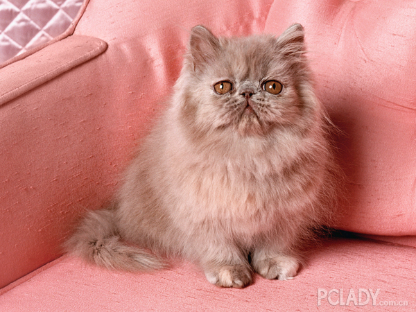 波斯猫最爱美 教你护理波斯猫眼睛和耳朵