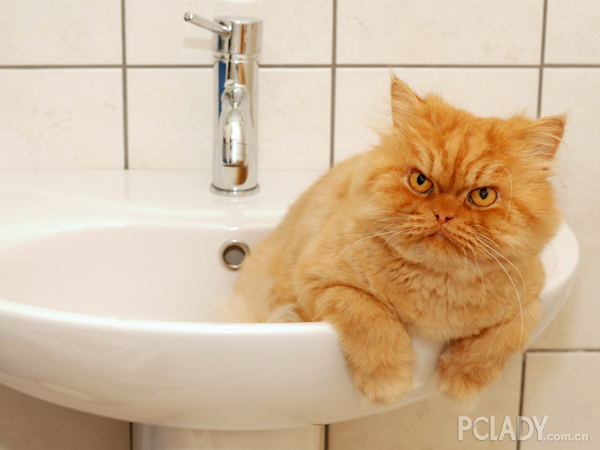 猫猫用品知多少 波斯猫洗澡用什么工具？