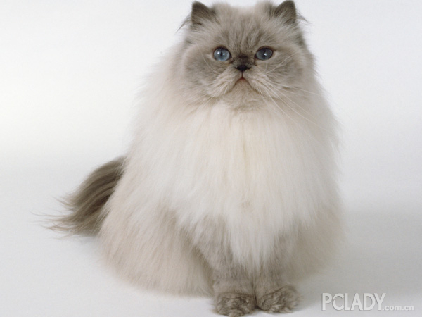 猫猫爱美之喜马拉雅猫如何进行毛发养护