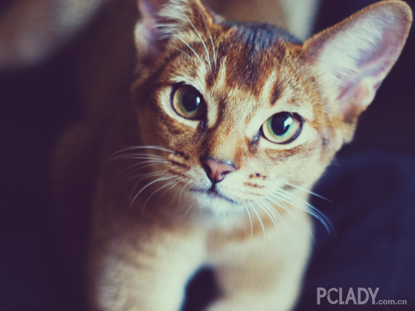 阿比西尼亚猫消除泪痕的方法