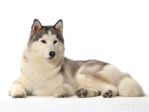 该怎么管理阿拉斯加雪橇犬幼犬