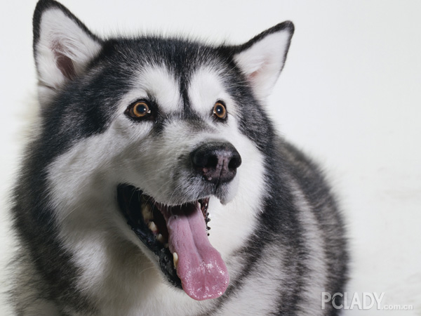 犬瘟怎么防 阿拉斯加雪橇犬得了犬瘟怎么办