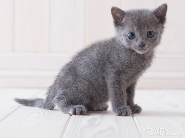 病从口入 什么是俄罗斯蓝猫不能吃的？