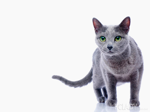 俄罗斯蓝猫和英国短毛猫的区别