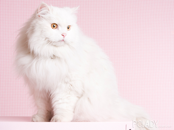 褴褛猫的介绍及历史