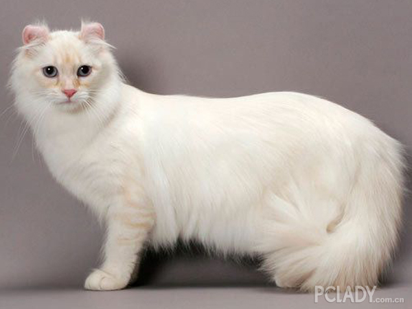 美国卷耳猫洗澡指南