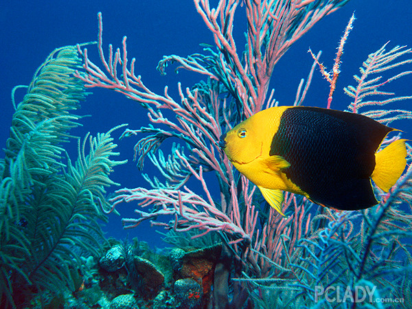 热带鱼的饲养与繁殖指南
