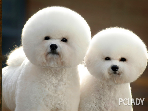泰迪犬健康指南 泰迪眼里常含泪水的原因