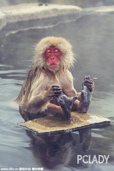 日本动物园猴子泡温泉 边打瞌睡边挖脚超惬意