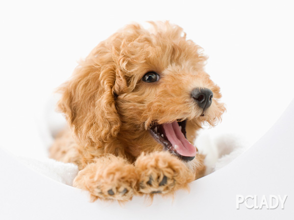 怎么看小狗是不是泰迪 1590738_2.jpg