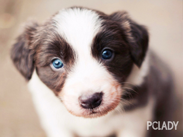 怎么看小狗几个月了图 1618923_2.jpg