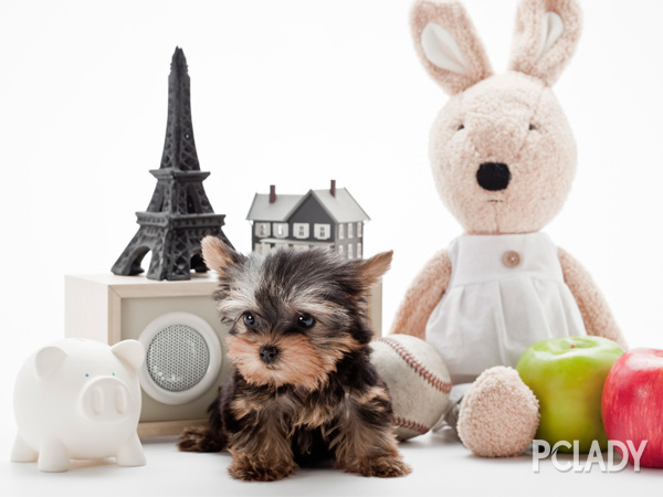 怎么教狗握手最简单 1646772_2.jpg